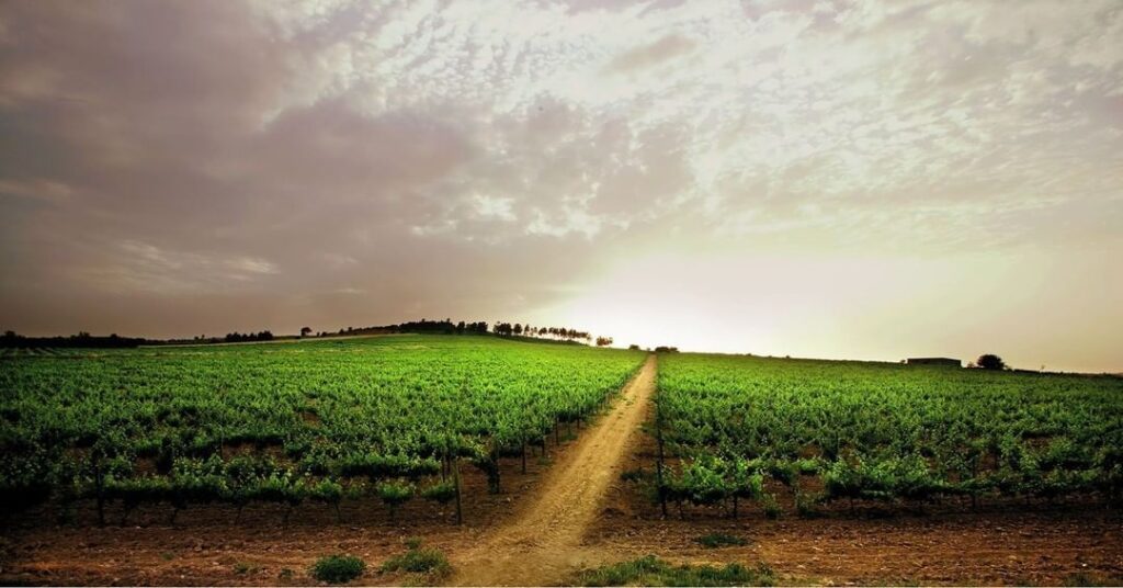 Justin Keay’s Top 10 Wines of Portugal tasting highlights