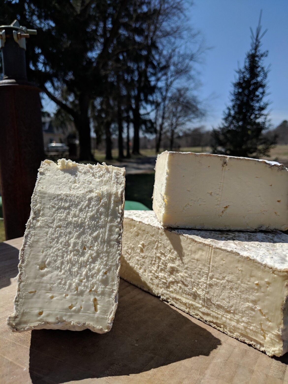 Day 1736 of posting images of cheese until I run out of cheese types: Ooumami