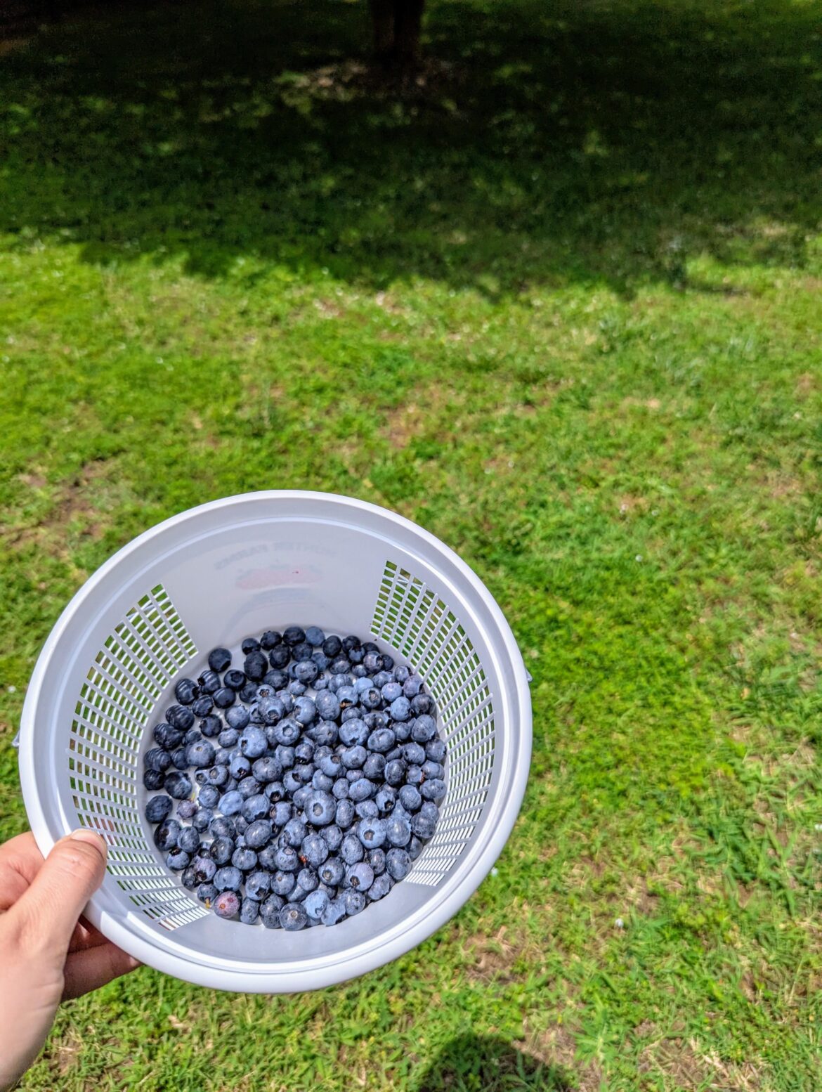 this year's blueberry harvest brought to you by Bird Netting™