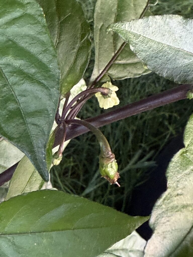 They’re almost ready…