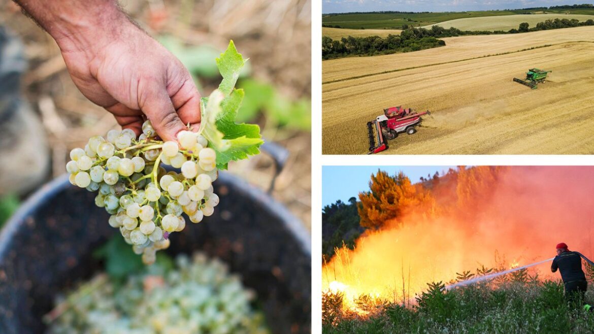 Mediterranean diet at risk as heatwave shrivels Italian crops