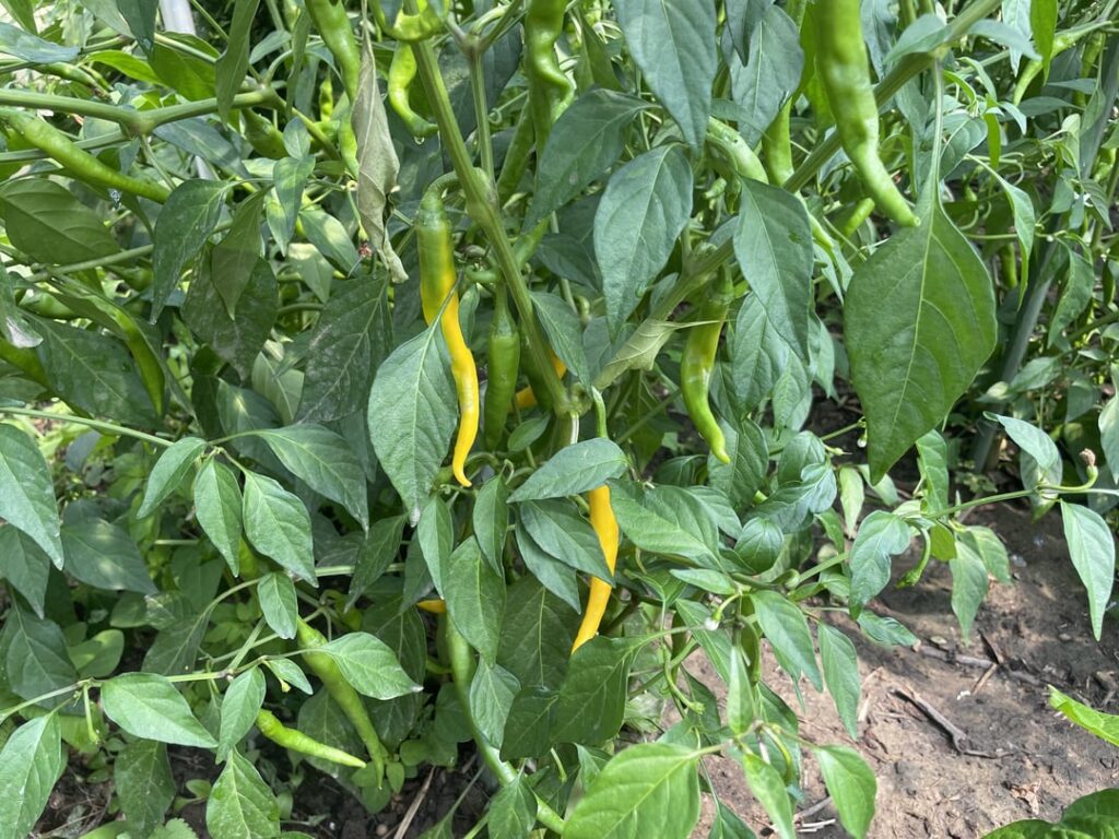 First year growing peppers… now what the hell do I do with all of them? First year growing peppers… now what the hell do I do with all of them?