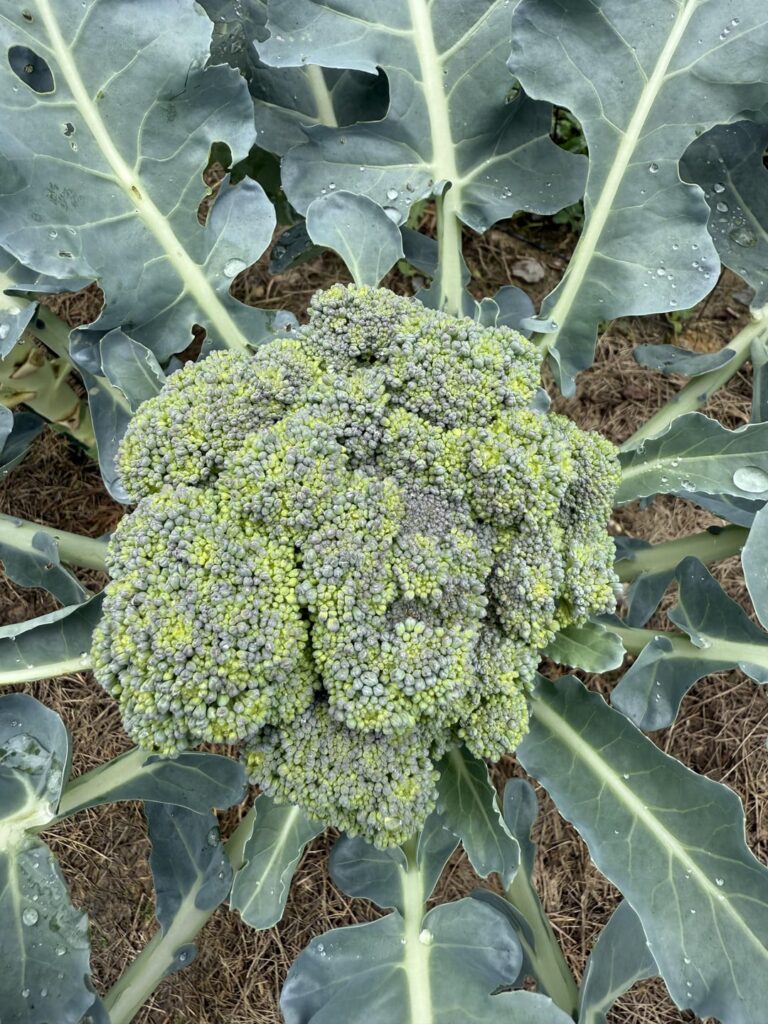 Is my broccoli ready to harvest? Or will it get much bigger