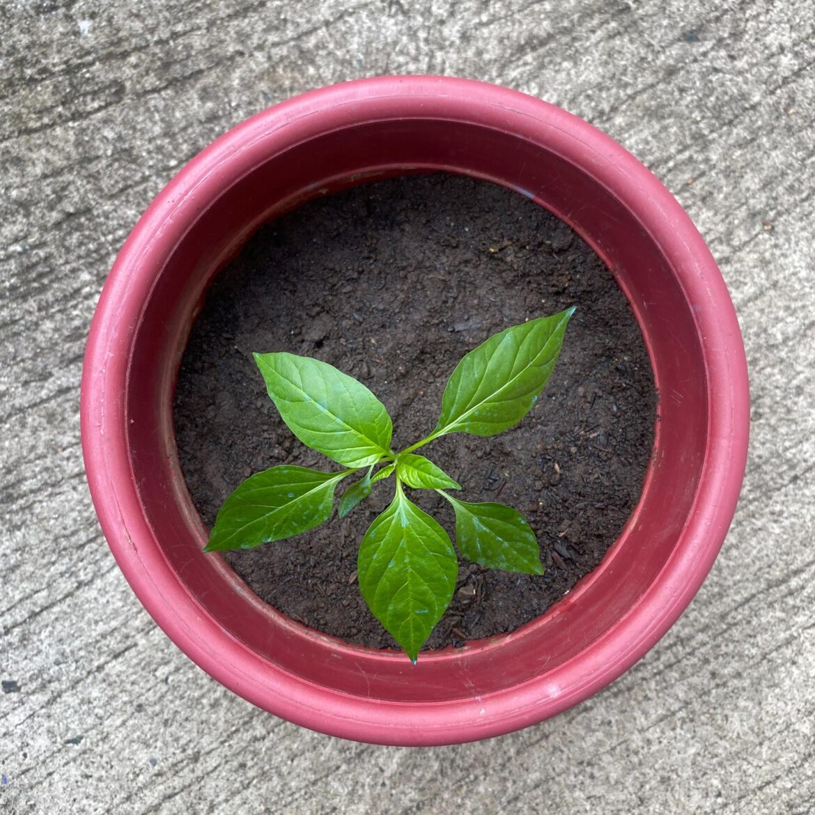 First time grower! 32 days old