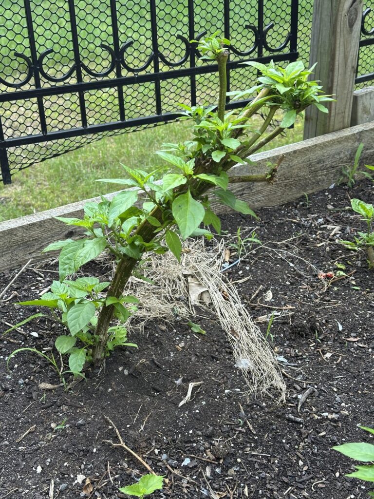 My Komodo dragon with a fasciated stem has been successfully overwintered