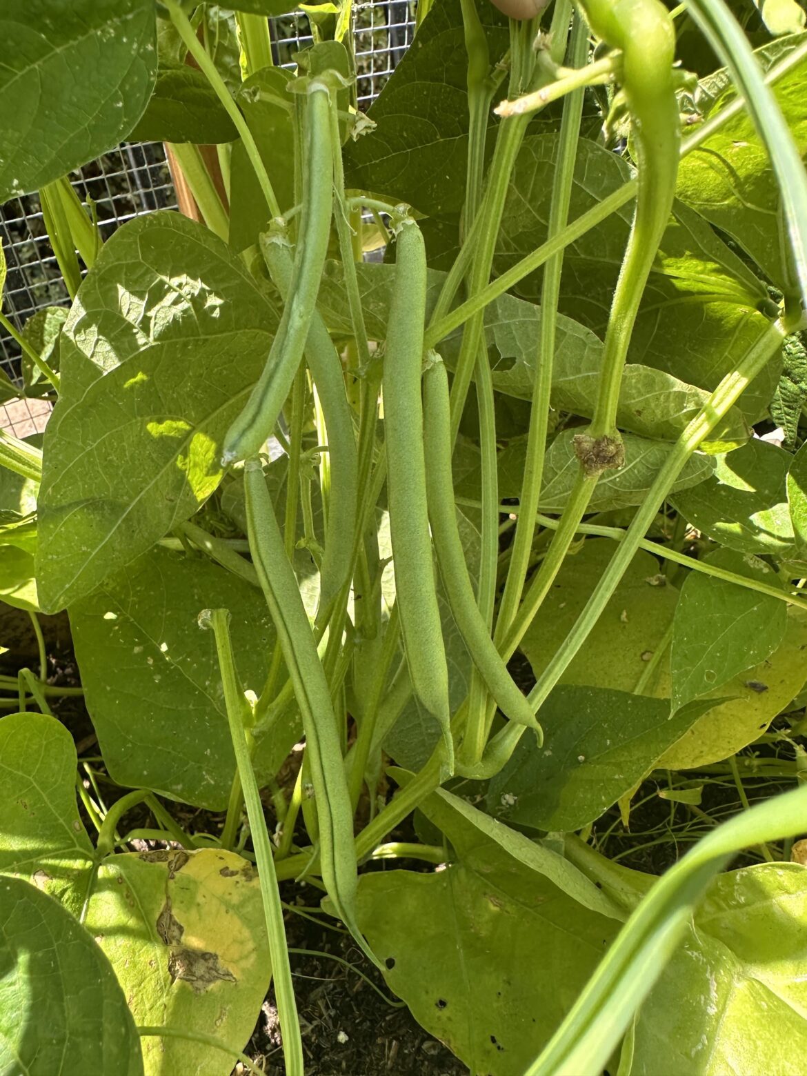 How often do you pick your bush beans?