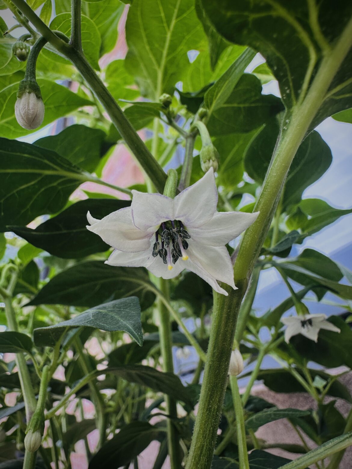 Two pistils, one flower