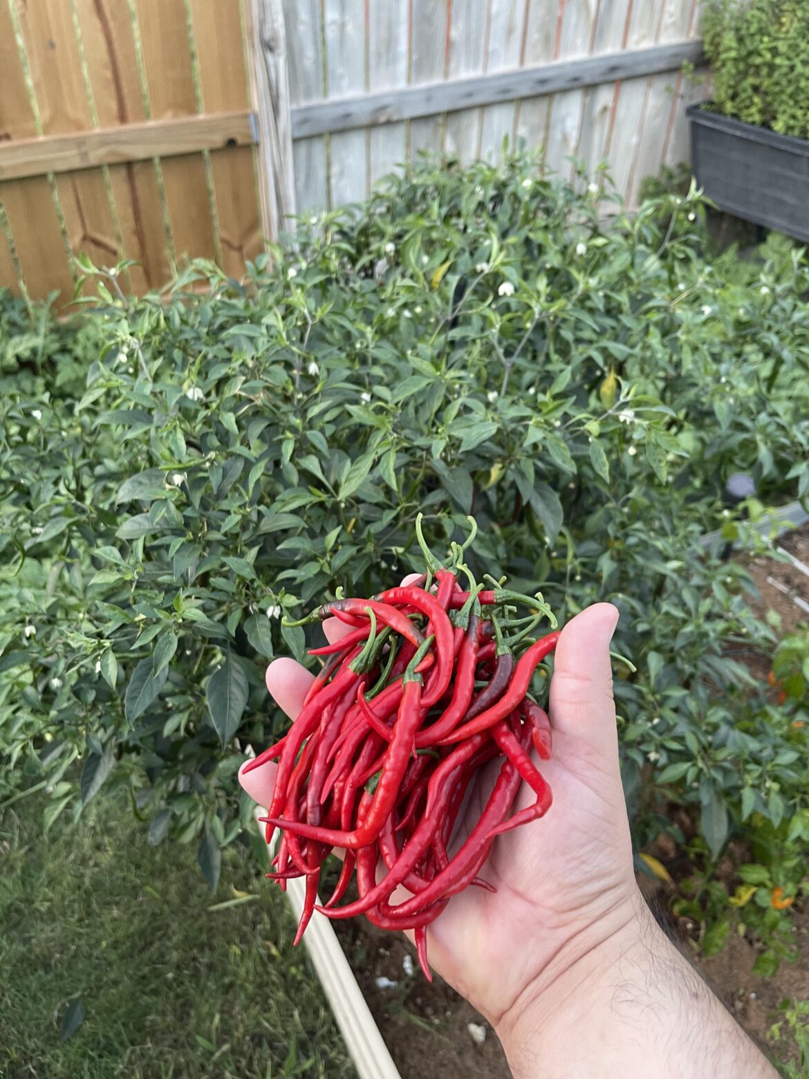 Cayenne peppers are a good problem to have