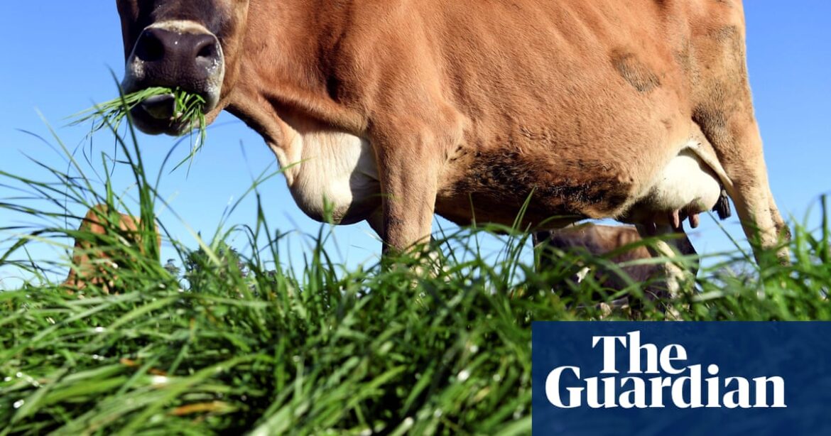 Butter madness: New Zealanders turn to churning as price of dairy staple soars | New Zealand Butter madness: New Zealanders turn to churning as price of dairy staple soars | New Zealand