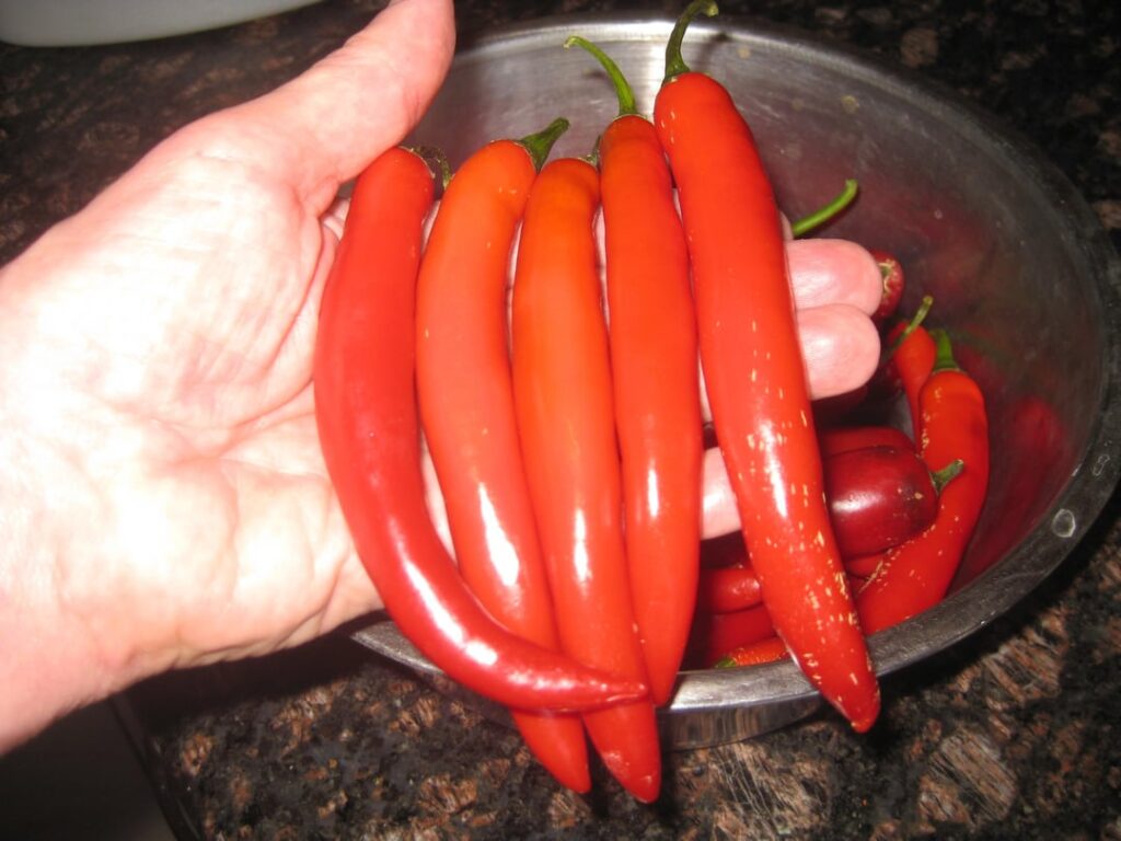 The Serranoes and Jalapenos are kicking in!