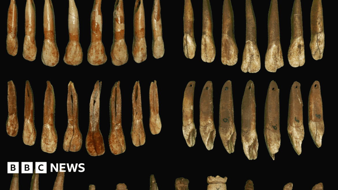 Thirty long teeth extracted from animals, pictured side-by-side against a black backdrop.
