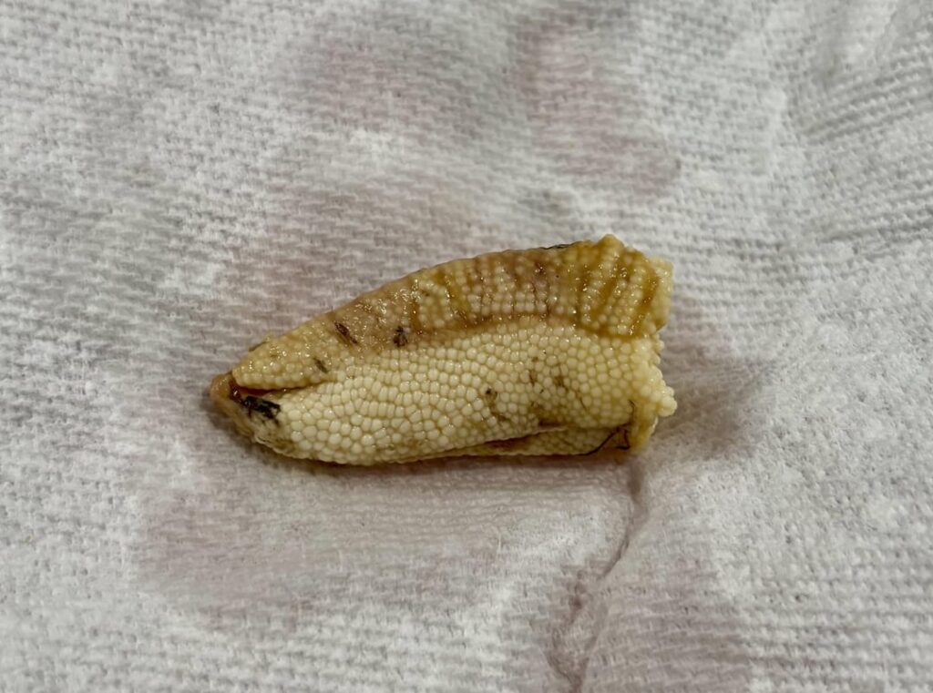 Found this in my sardine