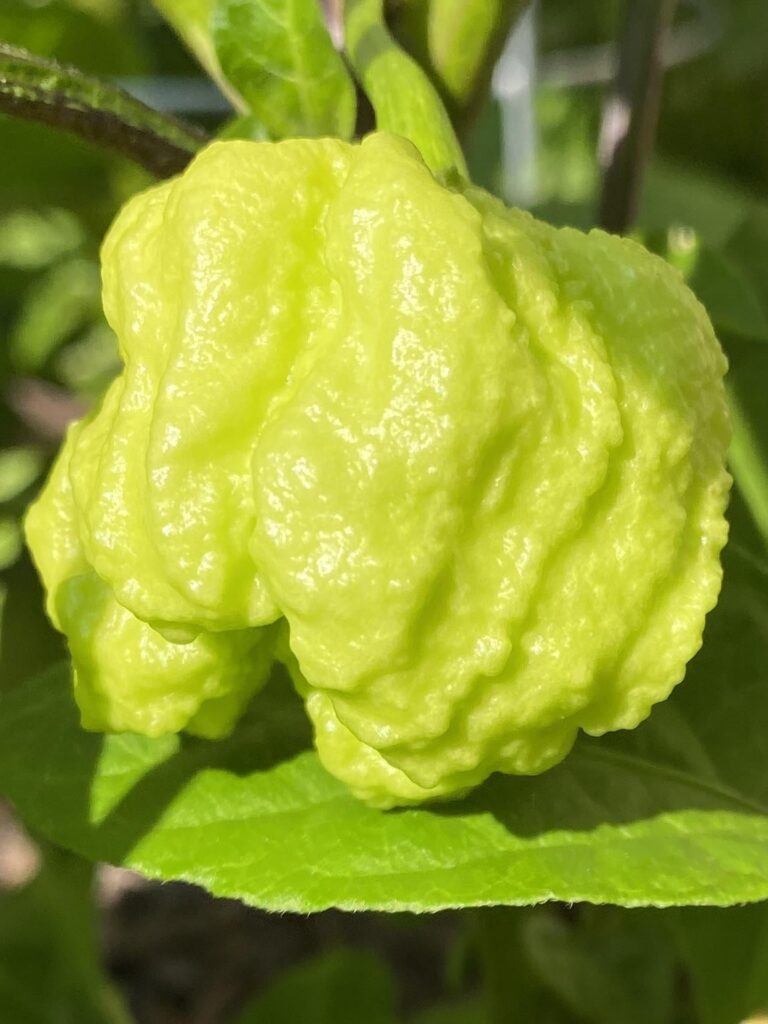 Warthog Lookin’ Wicked