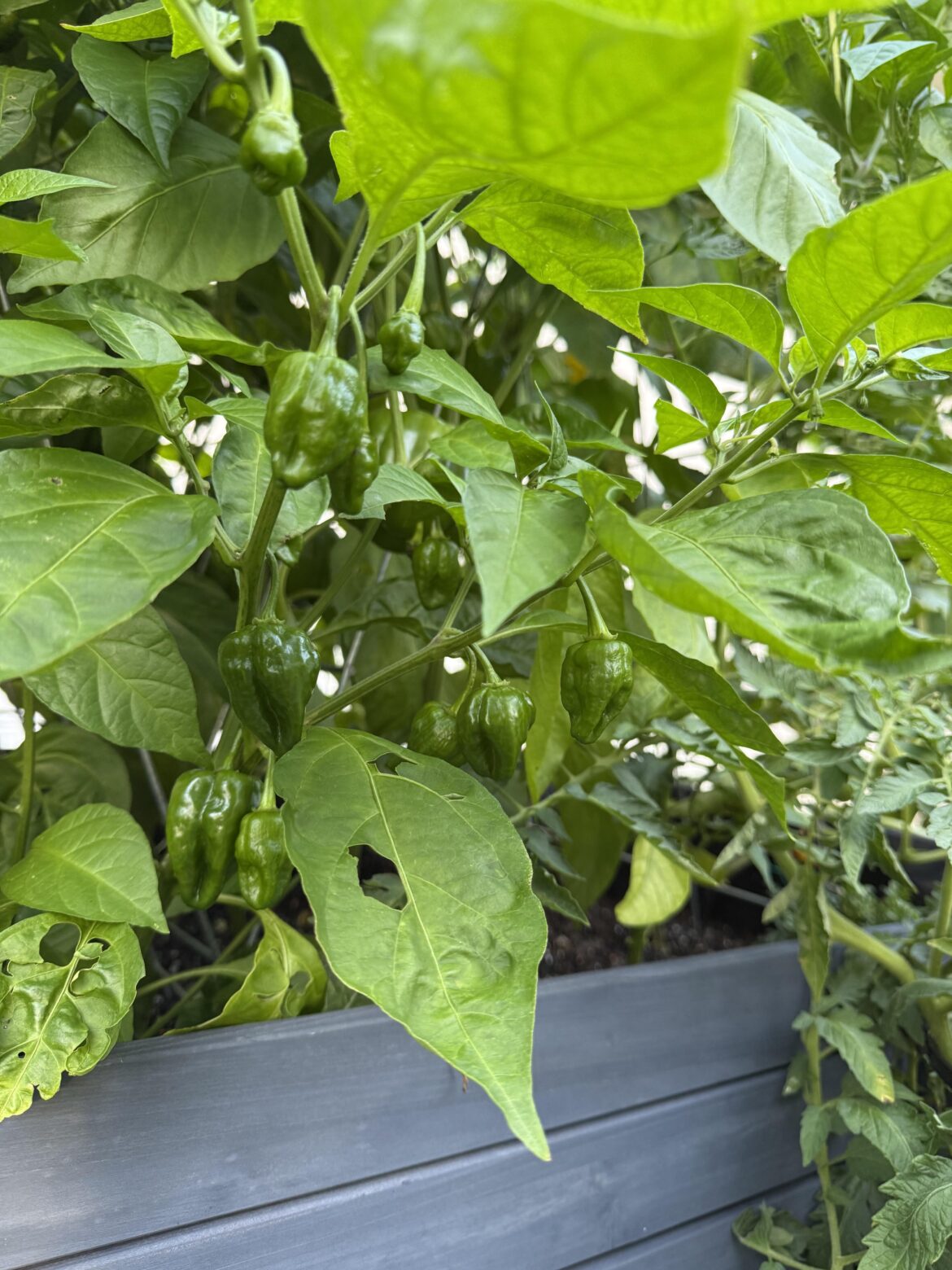 Any idea what kind of peppers these are? How do I know when they’re ready?