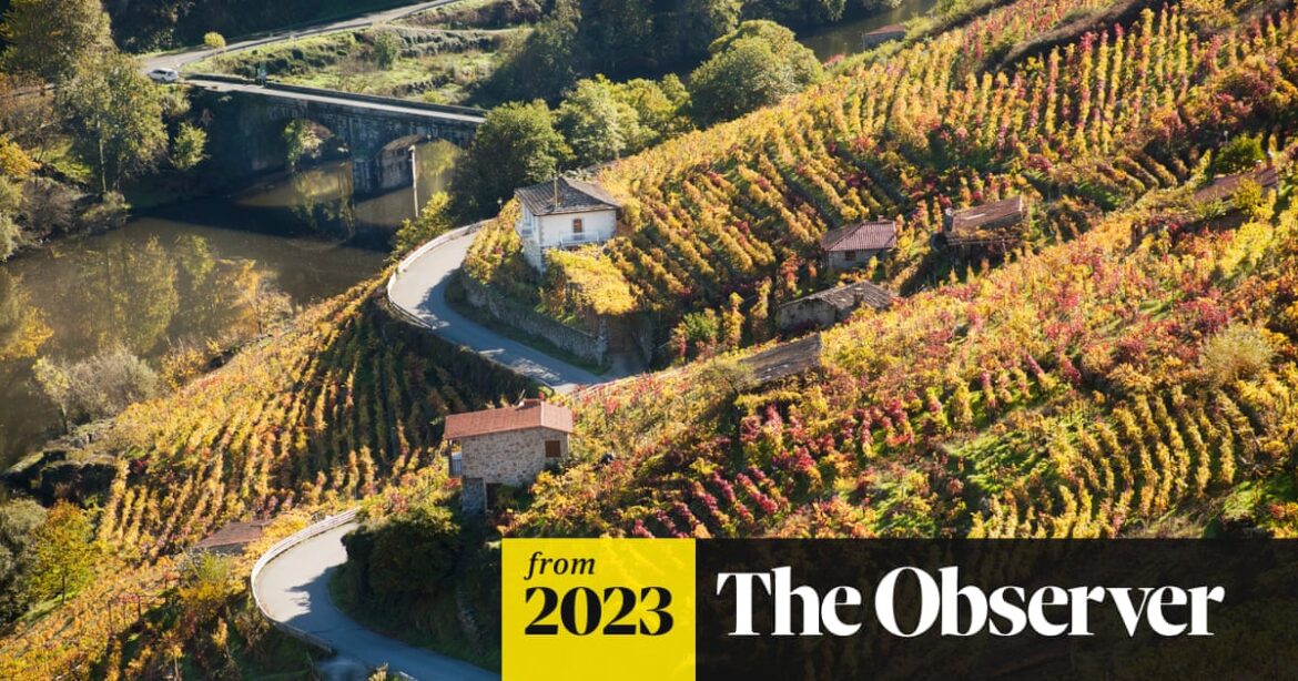 Discover lighter Spanish red wines | Wine