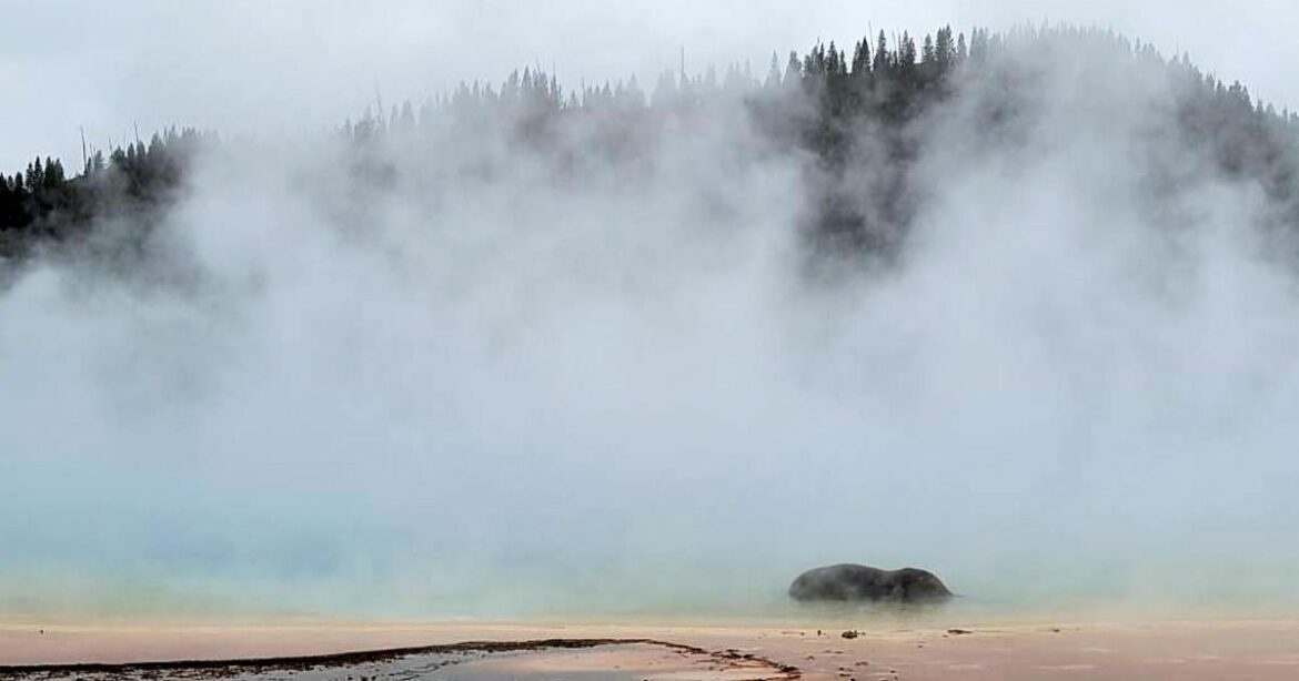 Yellowstone bison dies after stumbling into near-boiling waters of popular hot spring