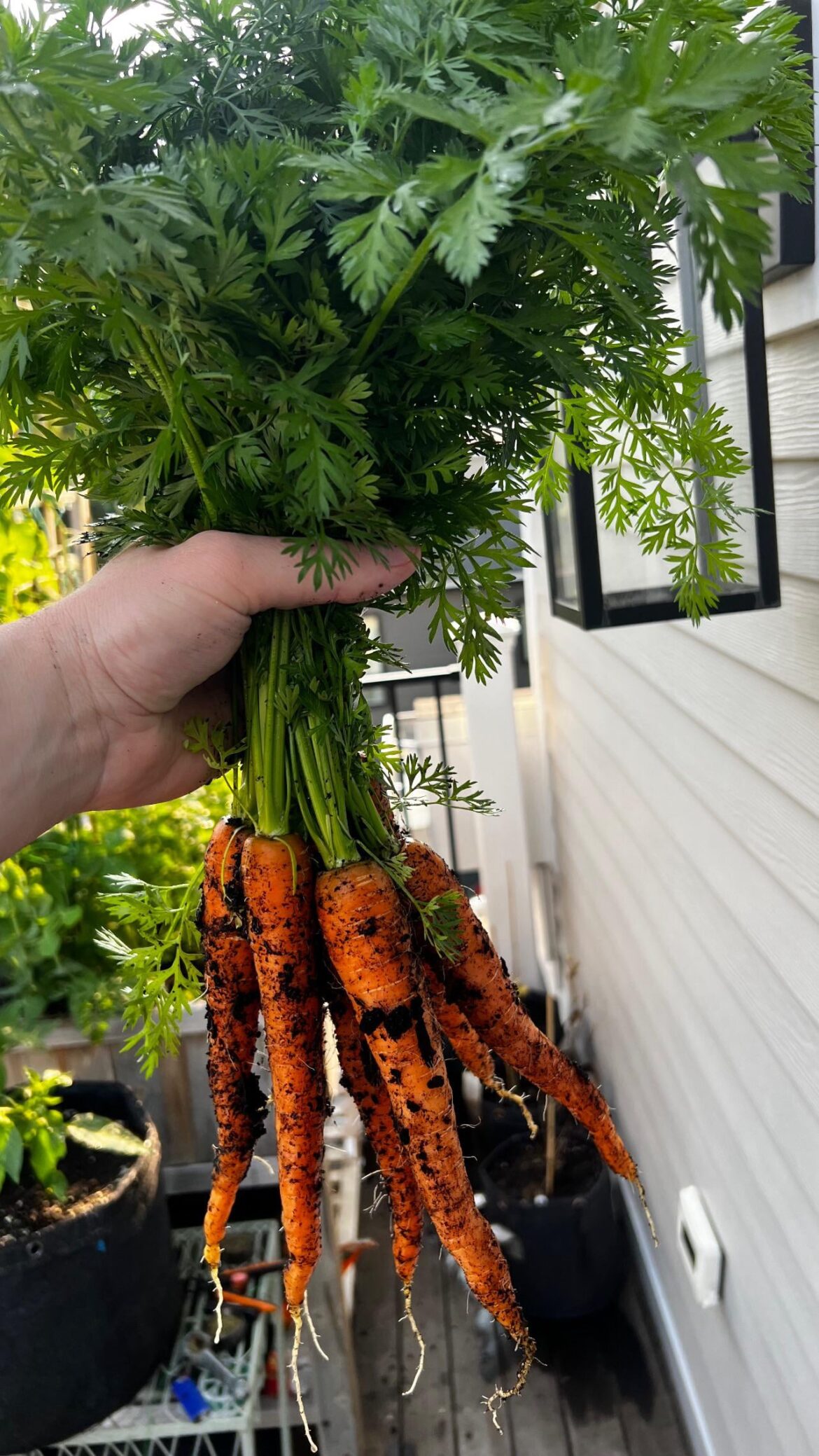 Balcony carrots from my raised bed