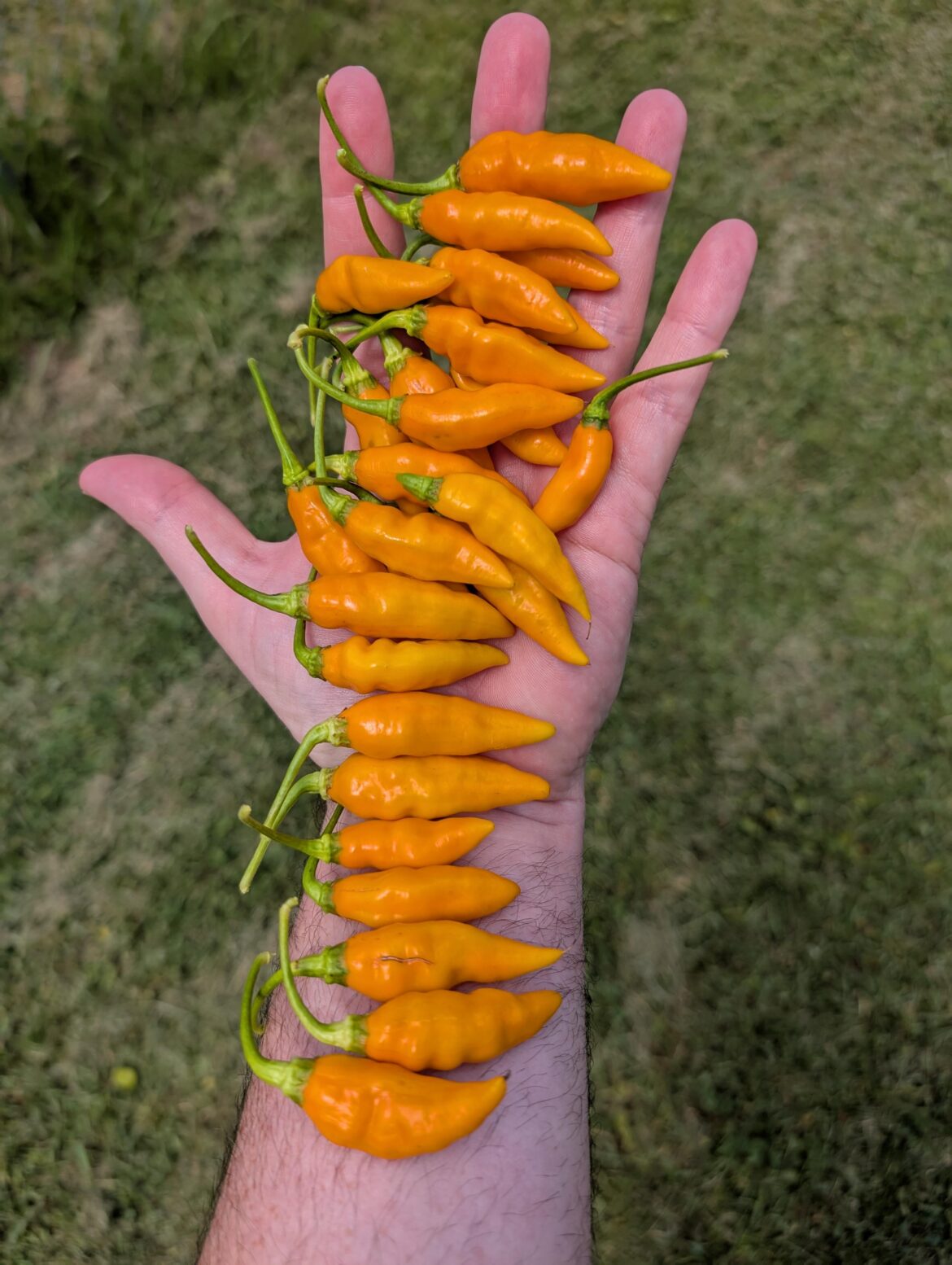 Today's harvest of my fav pepper, the datil peppers. Might last me a week, probably not though.