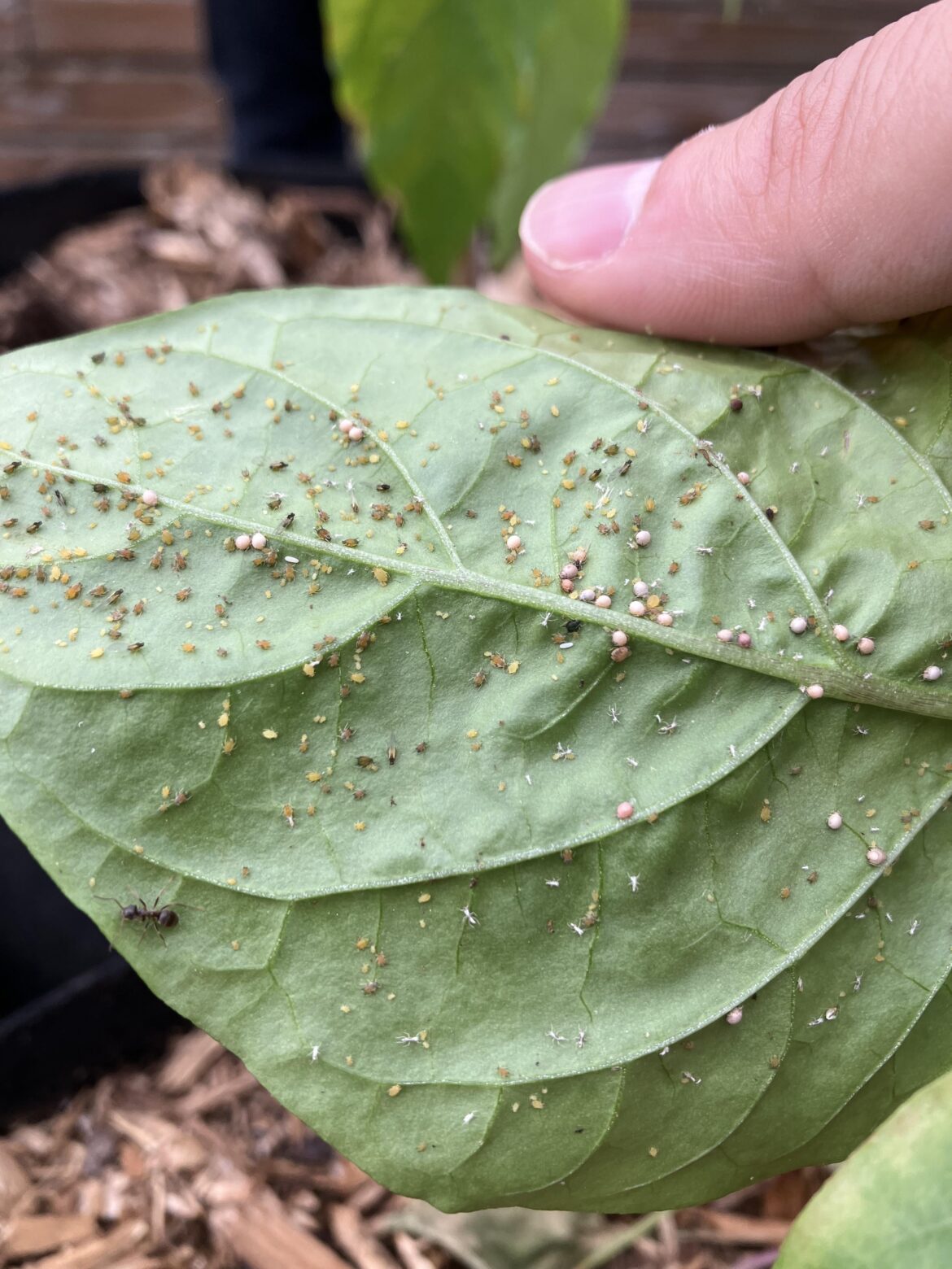 What are these? And how do I get rid of them?