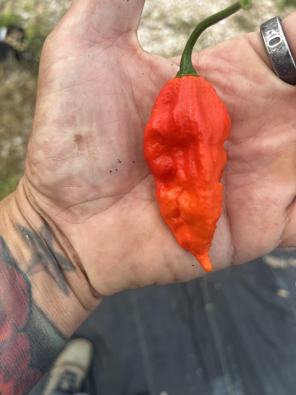 Massive pepper from my 3 y/o ghost pepper! The fruits get larger and larger each year.