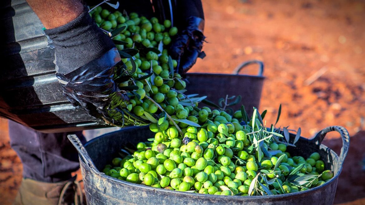 Study Shows Mineral Clay Applications Boost Olive Oil Production