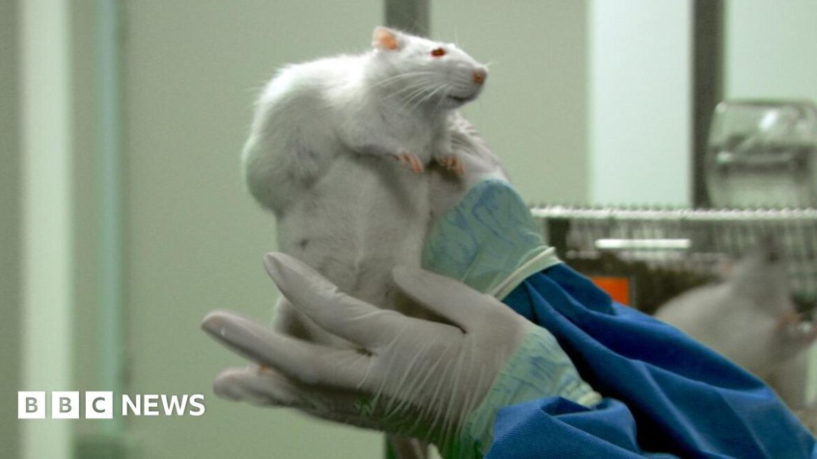 French GM-fed rat study triggers furore Lab rat in study