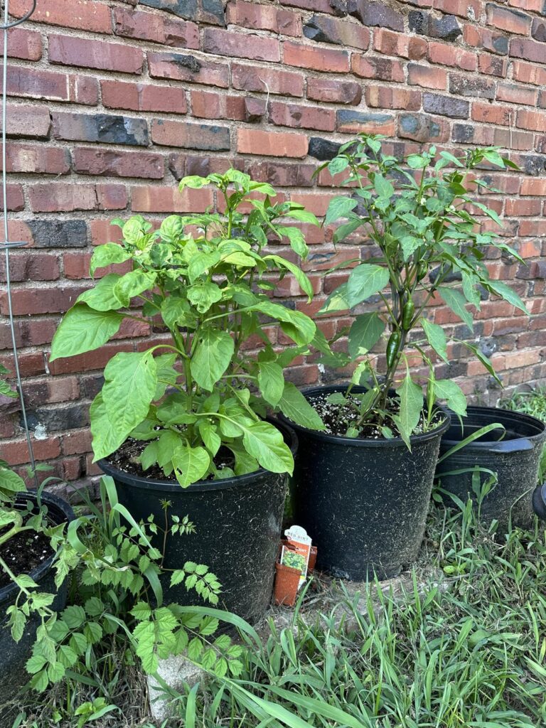 Peppers grown from grocery store dried chili seeds
