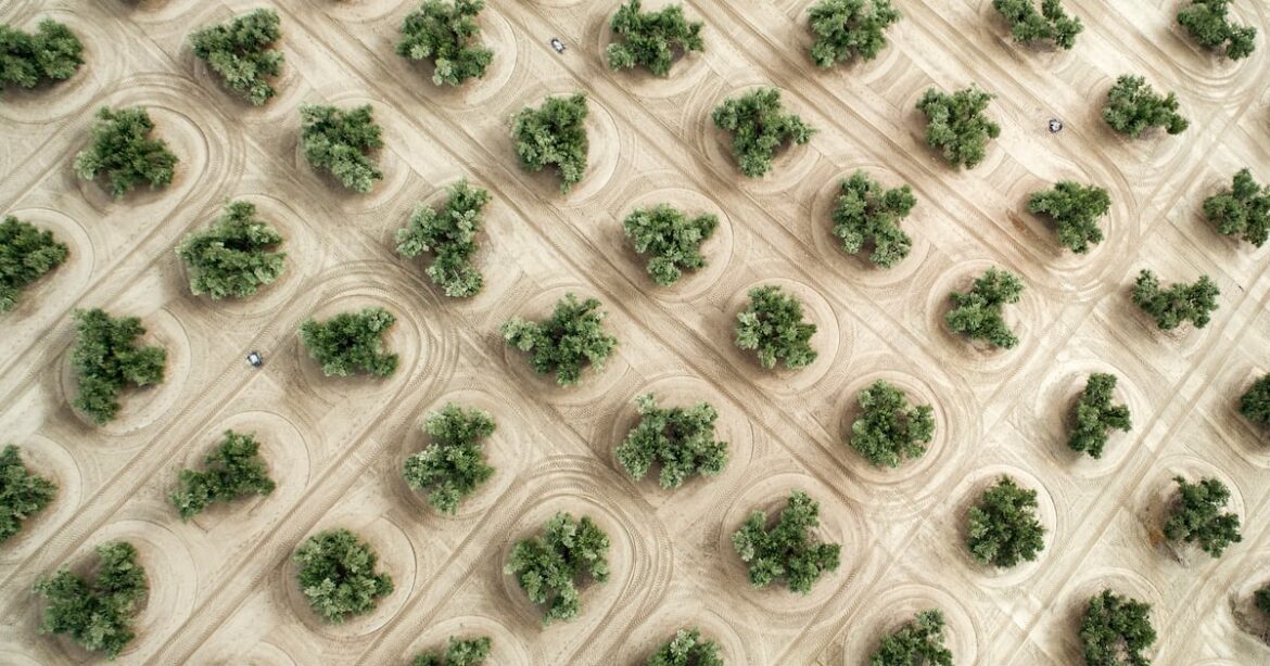 Citizens of Soil olive oil start-up secures €2.1m funding Citizens of Soil olive oil start-up secures €2.1m funding