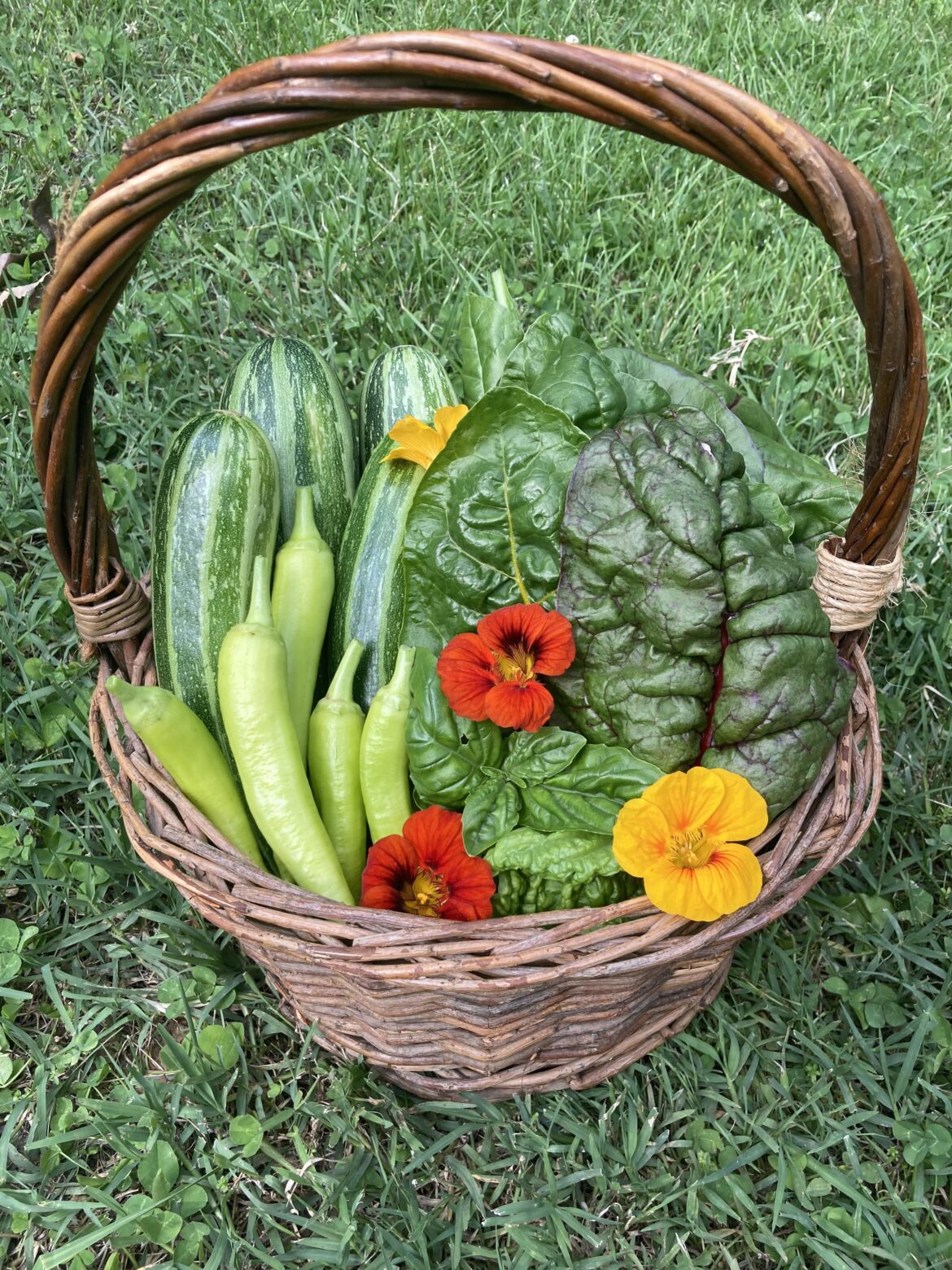 2nd harvest from the garden this season