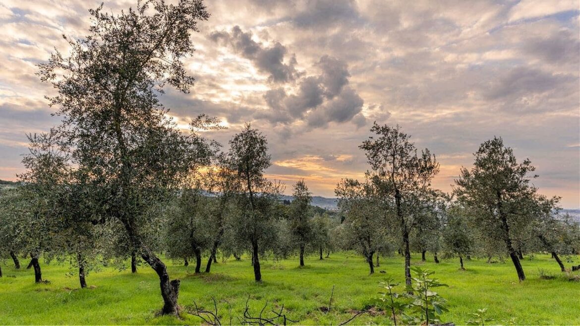 The Many Values in Recovering Abandoned Olive Groves in Tuscany Olive Oil Times