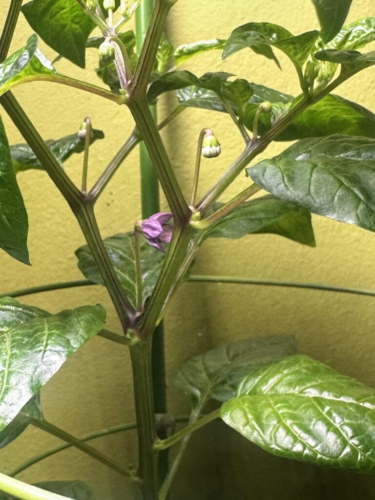 My unknown peppers are flowering I can’t wait to find out what pepper I’m growing