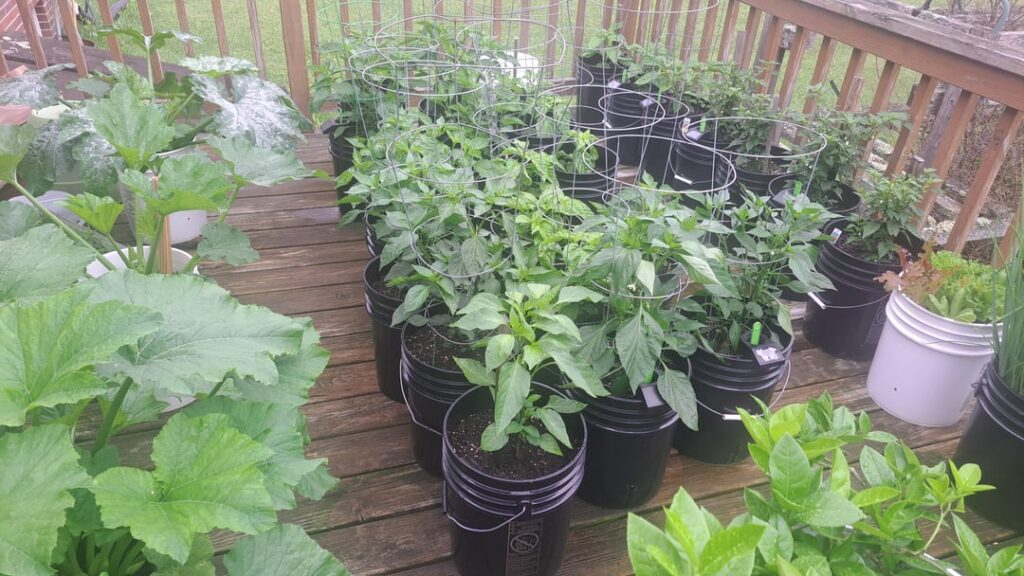 Pepper Factory Is Taking Off!