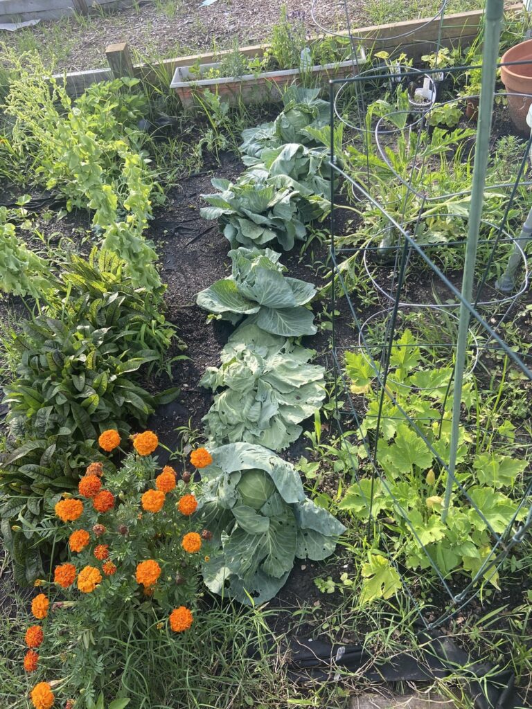 Everything Died in 8 Hours Please Help!! Everything Died in 8 Hours Please Help!!