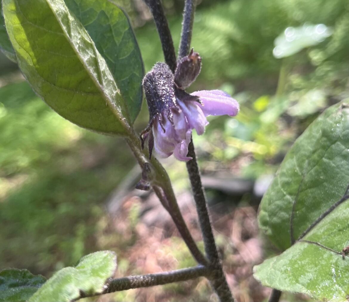 I’m so excited. My first Ichiban eggplant is flowering!