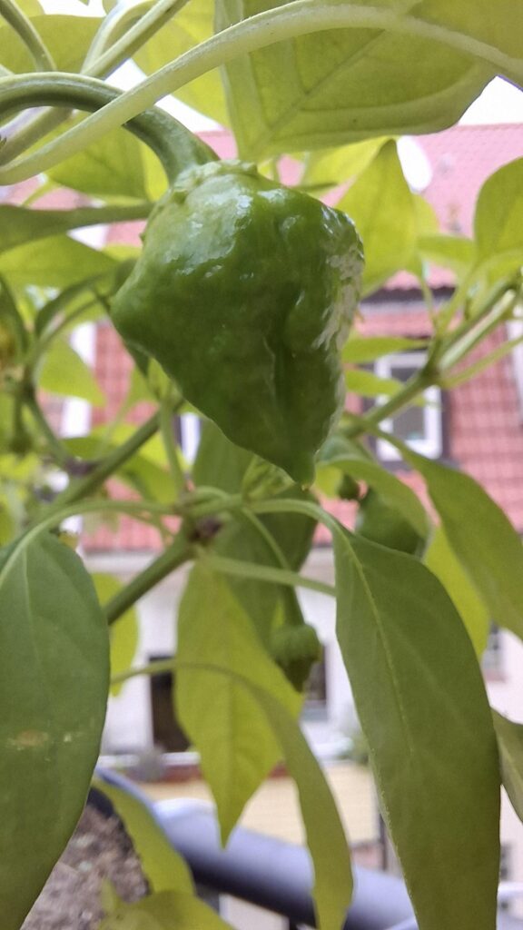 These aren't habaneros, are they?