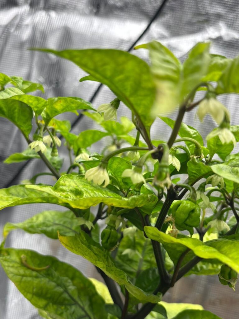 Anyone else left their indoor grow in the hands of someone else whilst away? My plants look sad... 🫩