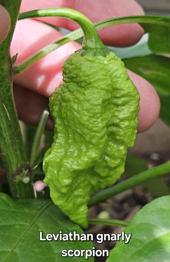 Some peppers I'm excited about