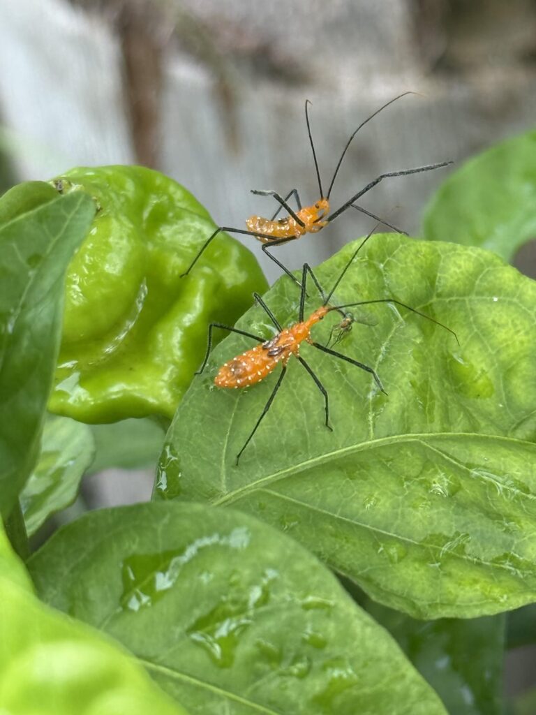 What insect is this?