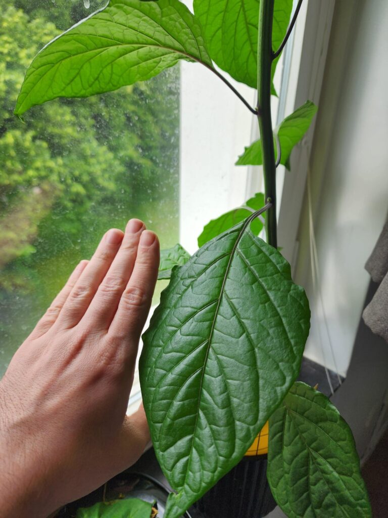 Are leaves to big for Carolina Reaper or is it normal?
