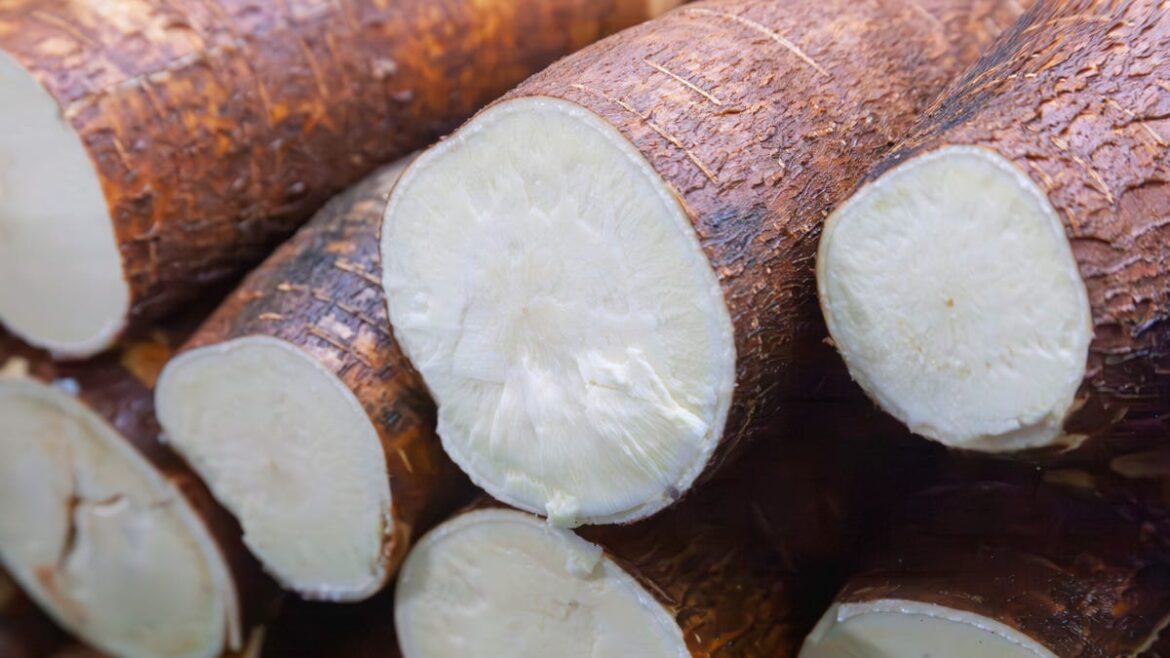 What is cassava? And is it good for you? What is cassava? And is it good for you?