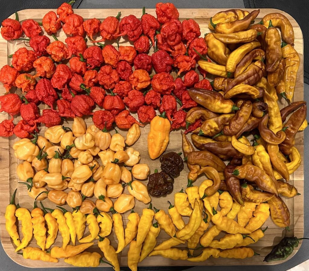 My yard is a pepper factory