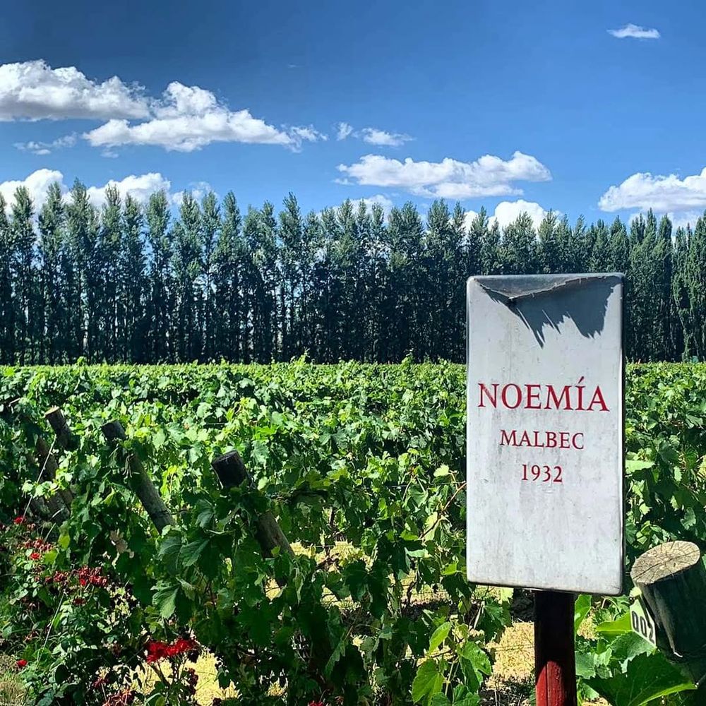 Bodega Noemía de Patagonia