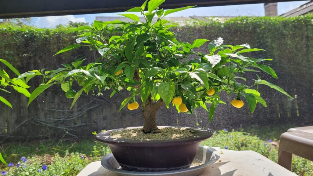 Yellow Bonnet Bonchi & my favorite Ornamental "Daybreaker" Plants