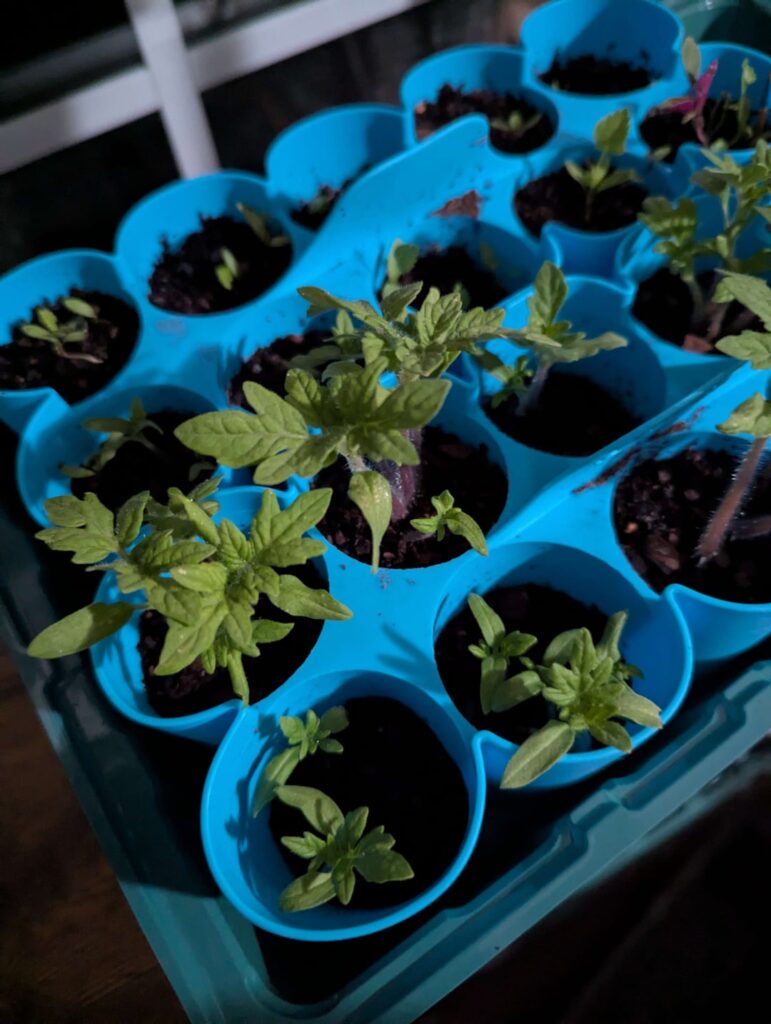 These arent SUPPOSED to me tomatoes... are these tomatoes??