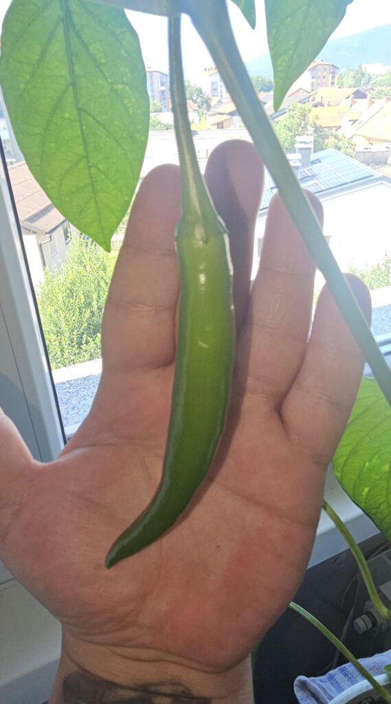 First time growing🤔😂