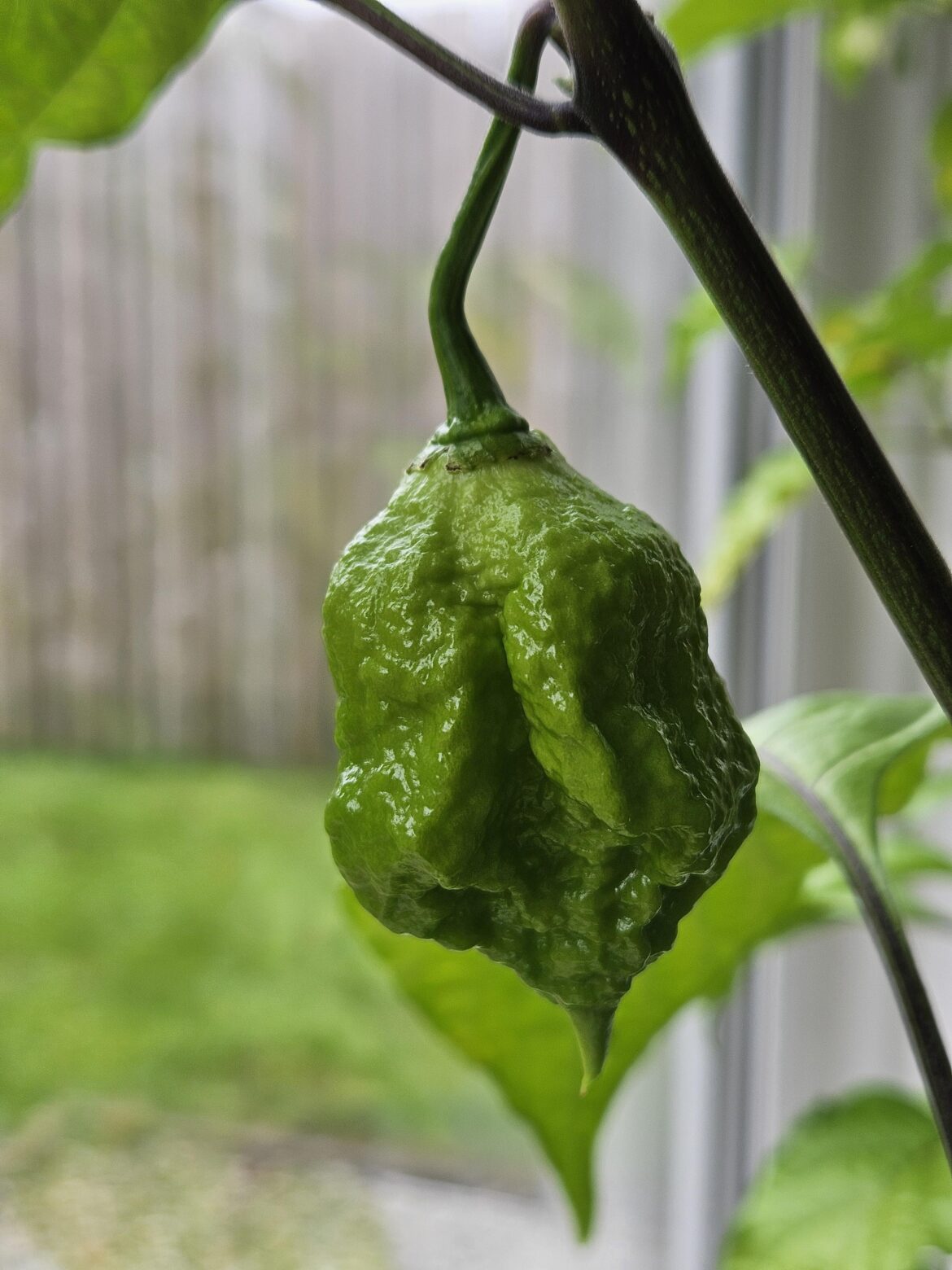 Thicc reaper, look at those cheeks