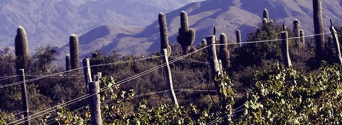 Cacti among the vines at Bodega Colomé's Altura Máxima vineyard in Salta, Argentina.