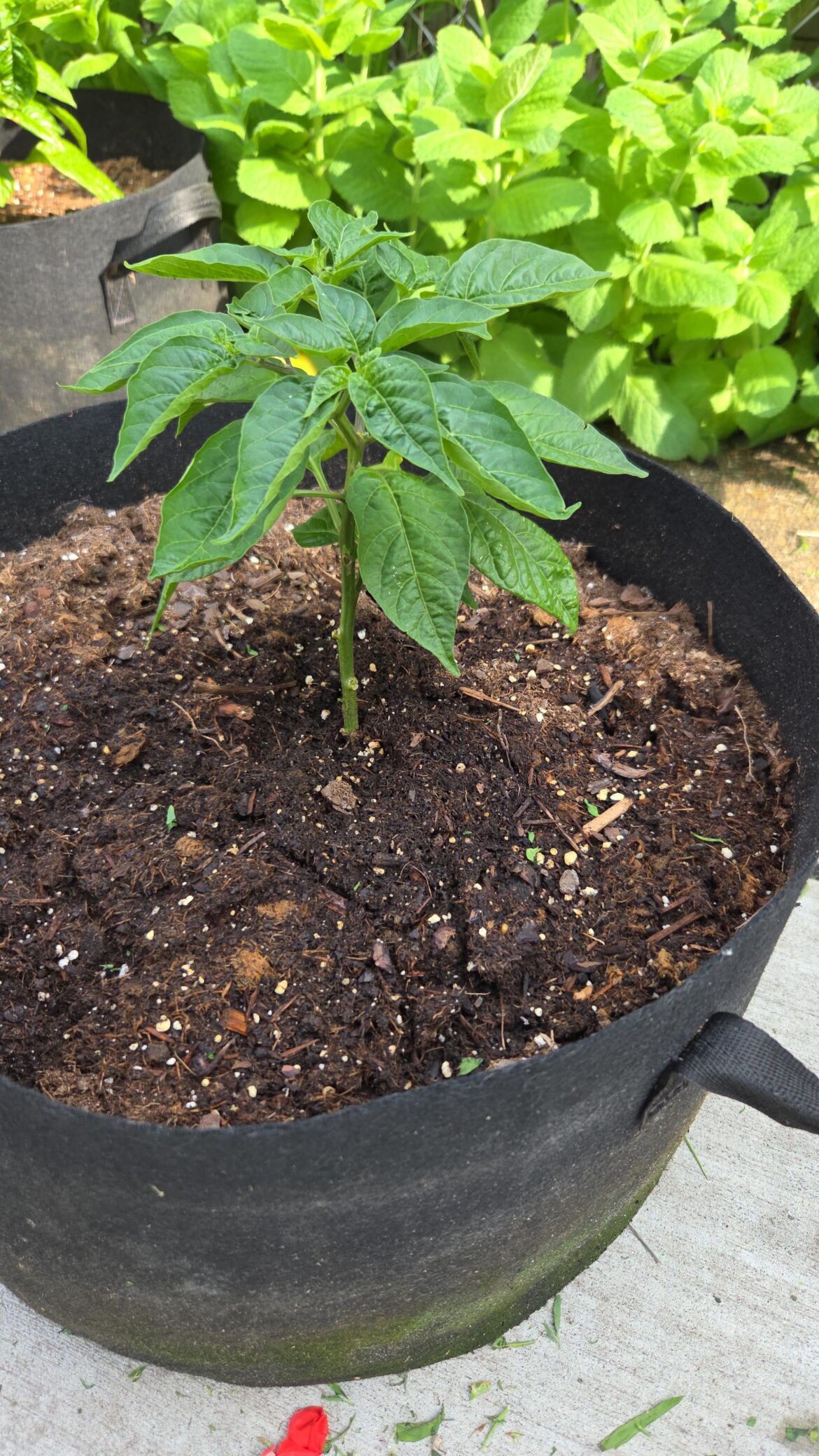 Why is this Scotch bonnet taking forever to take off? Temps been high 80s low 90s almost 2 weeks now.