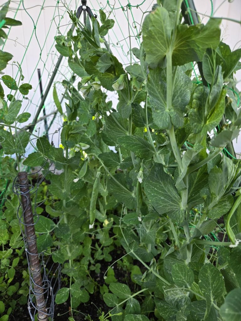 My first peas are coming in
