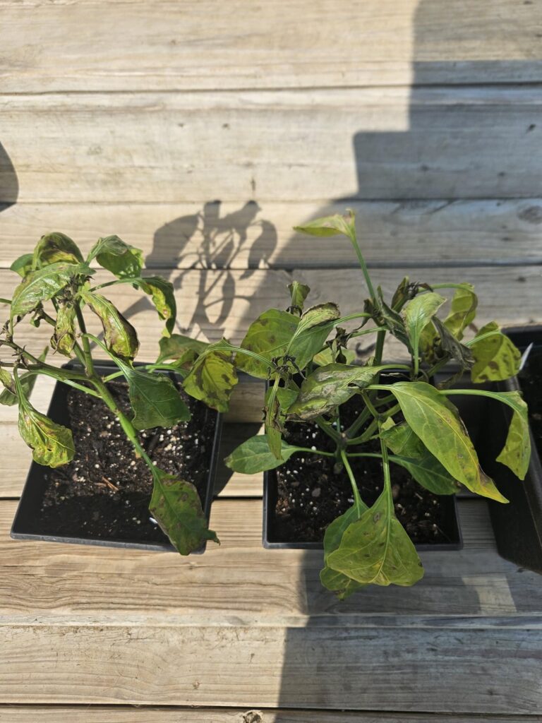 Seasoned pepper growers help....update from a few days ago...